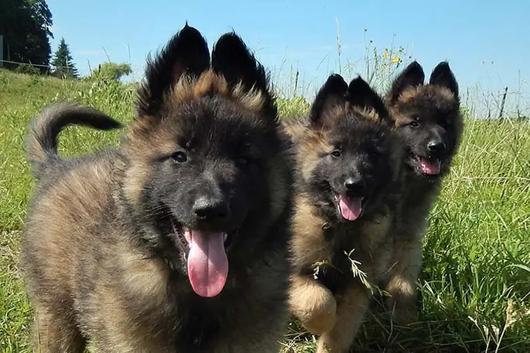Allt om Belgisk Vallhund (Tervueren): Egenskaper, ursprung, hälsa och skötsel
