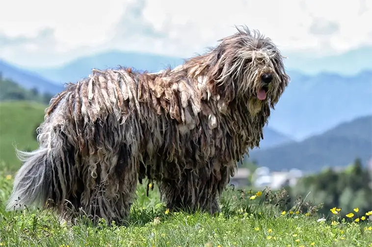 Allt om Bergamasco: Egenskaper, ursprung, hälsa och skötsel