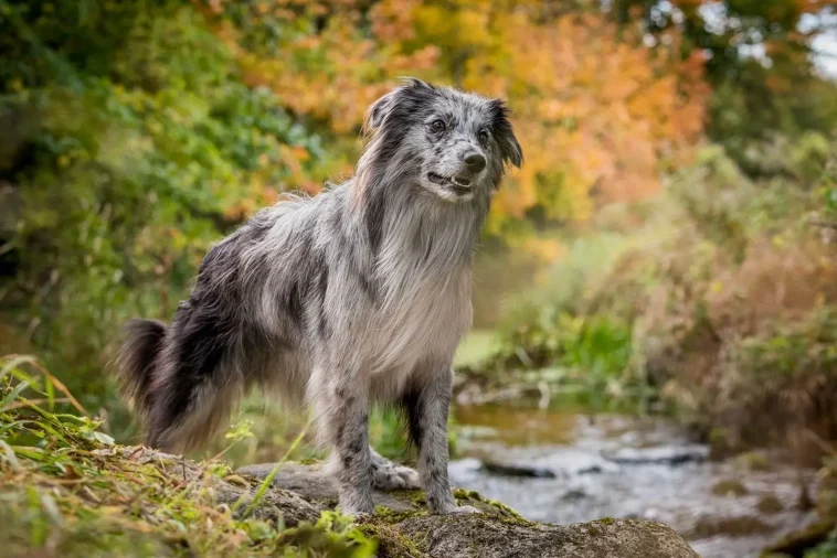 Allt om Berger des Pyrénées à Face Rase: Egenskaper, ursprung, hälsa och skötsel