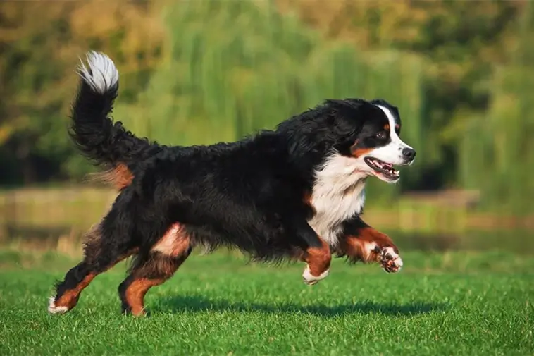 Allt om Berner Sennenhund: Egenskaper, ursprung, hälsa och skötsel