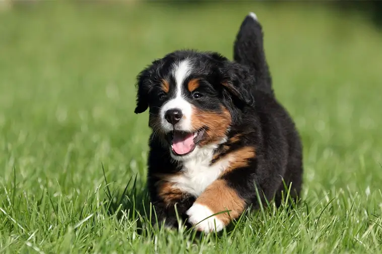 Allt om Berner Sennenhund: Egenskaper, ursprung, hälsa och skötsel
