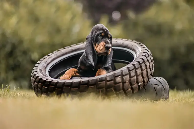 Allt om Black and Tan Coonhound: Egenskaper, ursprung, hälsa och skötsel
