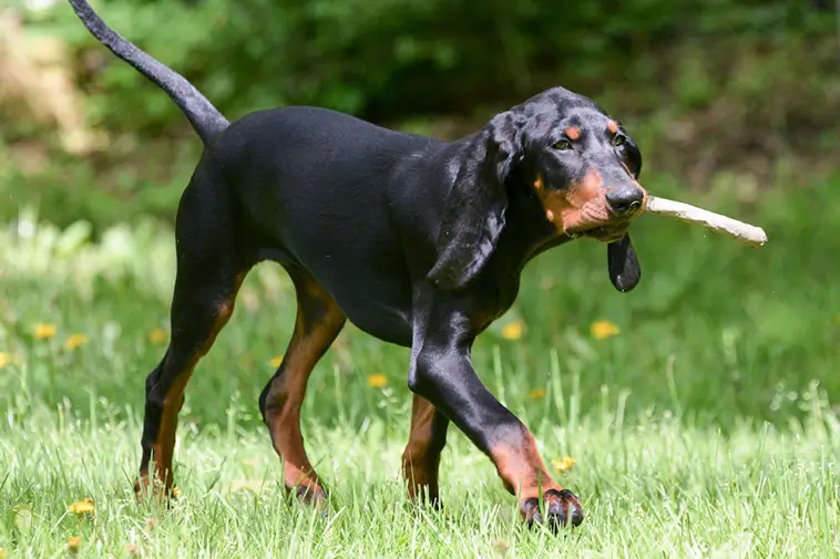 Allt om Black and Tan Coonhound: Egenskaper, ursprung, hälsa och skötsel