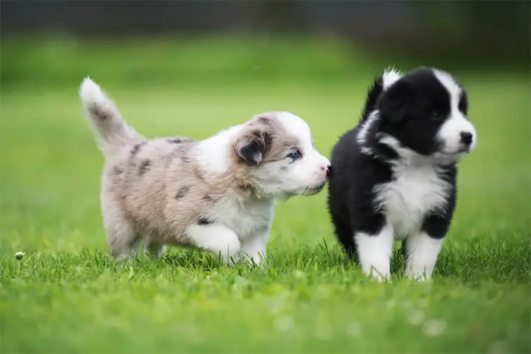 Allt om Border Collie: Egenskaper, ursprung, hälsa och skötsel