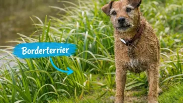 Charm, energi och lojalitet: därför älskar så många Borderterriern