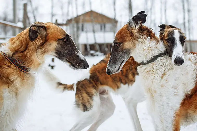 Allt om Borzoi: Egenskaper, ursprung, hälsa och skötsel