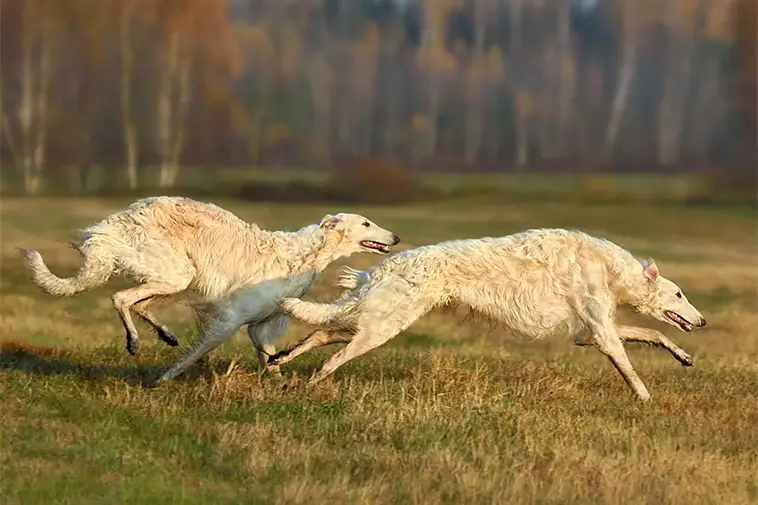 Allt om Borzoi: Egenskaper, ursprung, hälsa och skötsel