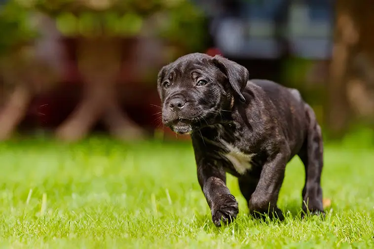 Allt om Cane Corso: Egenskaper, ursprung och skötsel
