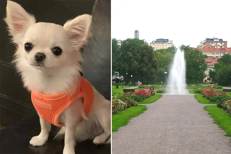 Chihuahuan Bella dödades under morgonpromenaden – familjen vädjar om hjälp att hitta hundägaren