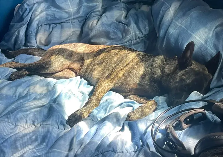 Paret trodde de adopterat en Chihuahua – DNA-testet avslöjade något helt annat