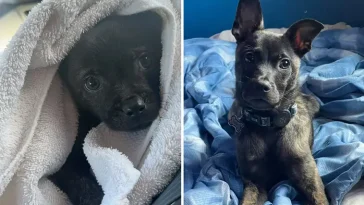 Paret trodde de adopterat en Chihuahua – DNA-testet avslöjade något helt annat