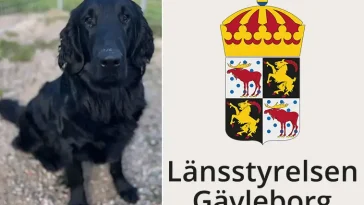 Länsstyrelsen söker nytt hem åt energisk Flatcoated Retriever
