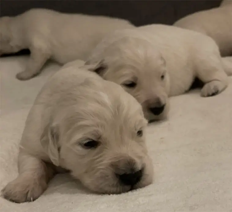 Familjär uppfödning av Golden Retrievers på idyllisk gård – nu finns valpar till salu