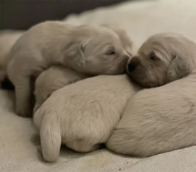 Familjär uppfödning av Golden Retrievers på idyllisk gård – nu finns valpar till salu
