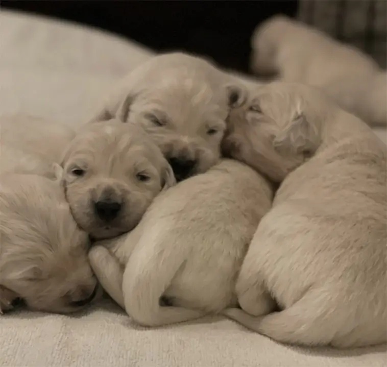 Familjär uppfödning av Golden Retrievers på idyllisk gård – nu finns valpar till salu