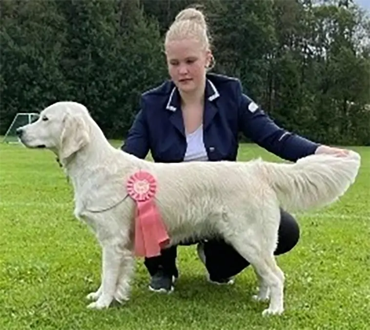 Familjär uppfödning av Golden Retrievers på idyllisk gård – nu finns valpar till salu