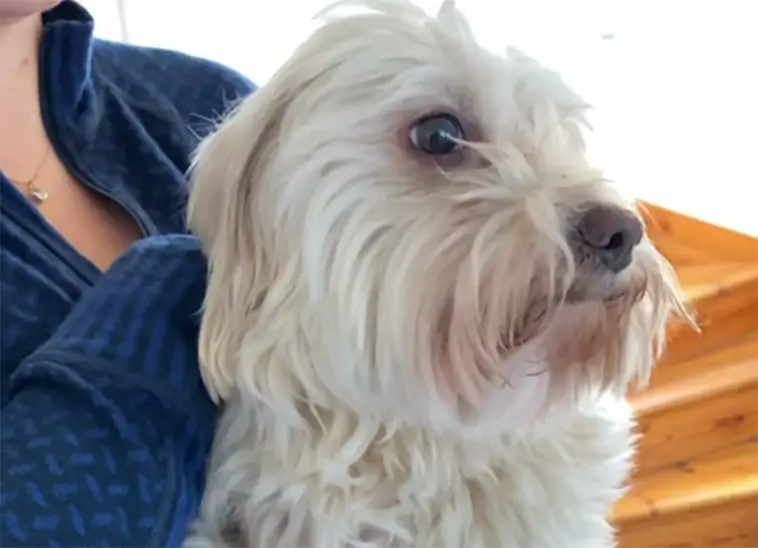 Hunden Kajsa hittade hem efter tre dygns försvinnande – följde doftspår till tryggheten