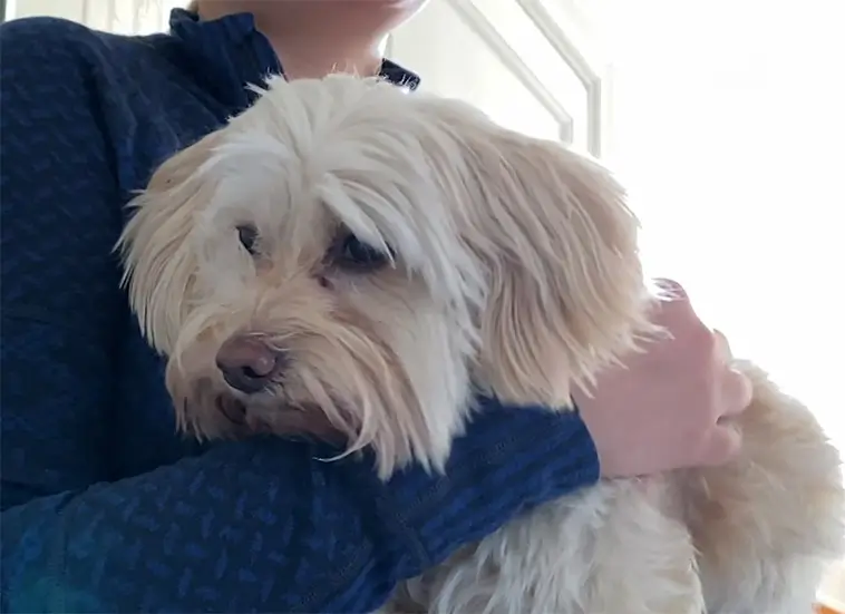 Hunden Kajsa hittade hem efter tre dygns försvinnande – följde doftspår till tryggheten