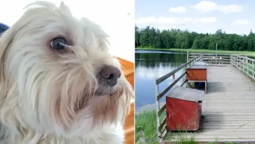 Hunden Kajsa hittade hem efter tre dygns försvinnande – följde doftspår till tryggheten