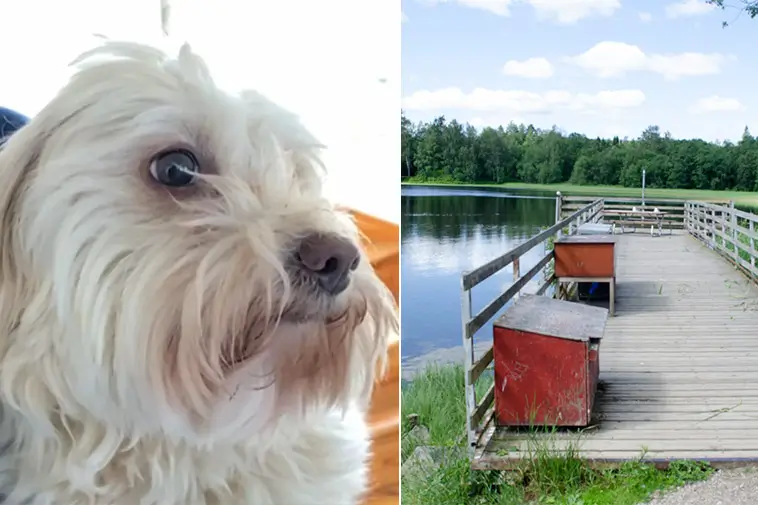 Hunden Kajsa hittade hem efter tre dygns försvinnande – följde doftspår till tryggheten
