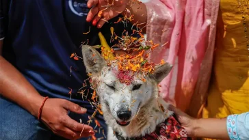 Kukur Tihar: dagen då hela Nepal firar hundarnas lojalitet