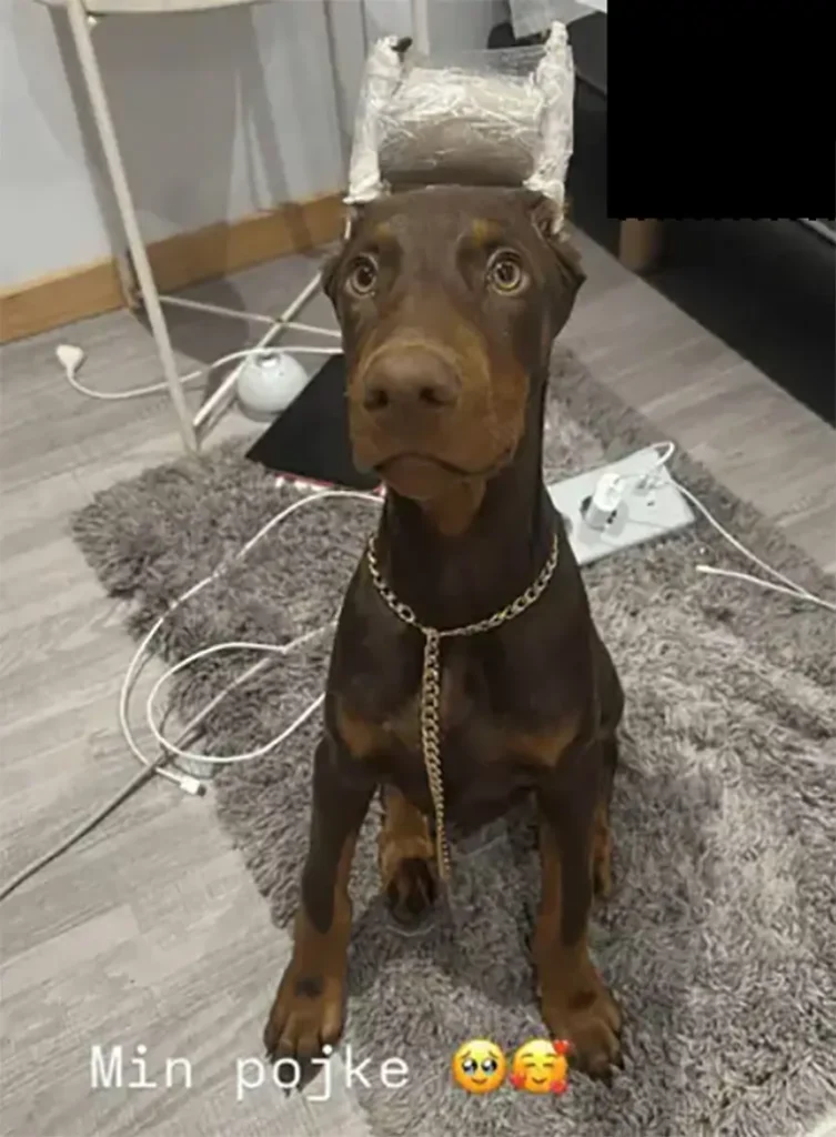 Upprördhet och kritik efter influencerns bild på sin Dobermann: "Detta ska vi inte acceptera"