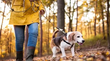 Ny varning till hundägare: Mystisk höstsjukdom efter skogspromenader