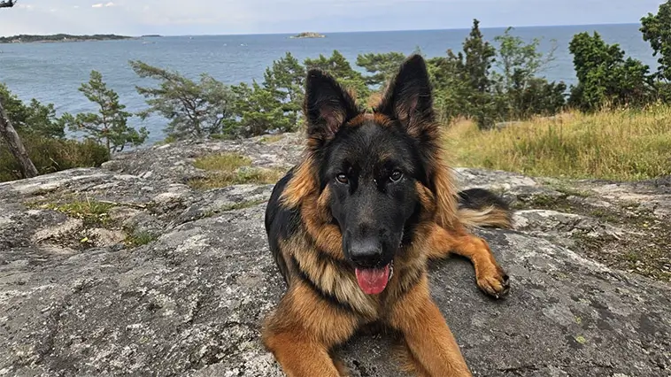 Schäfern Laika drogades under promenad – parets varning till hundägare