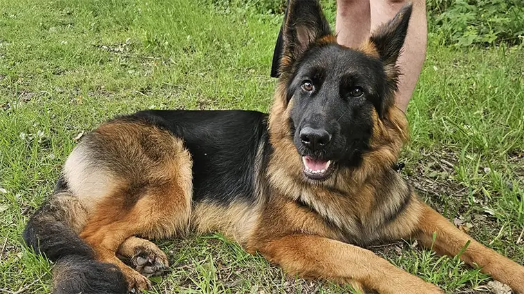 Schäfern Laika drogades under promenad – parets varning till hundägare