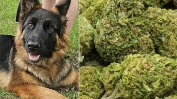 Schäfern Laika drogades under promenad – parets varning till hundägare