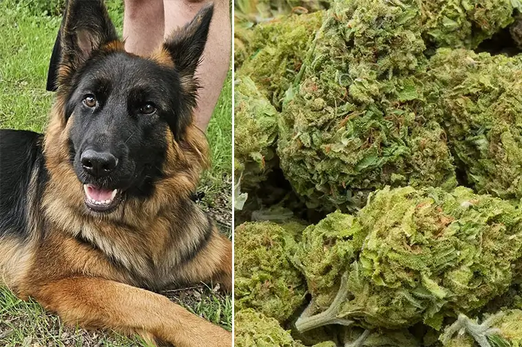 Schäfern Laika drogades under promenad – parets varning till hundägare