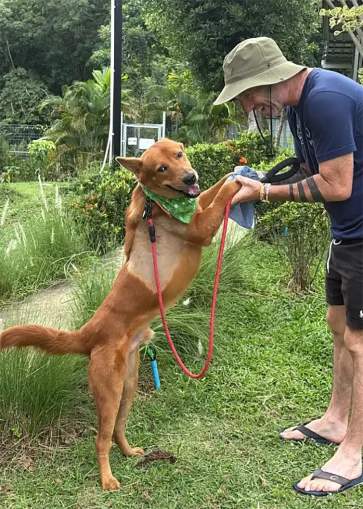 "Alkoholen höll på att döda mig" – nu räddar han gatuhundar i Thailand
