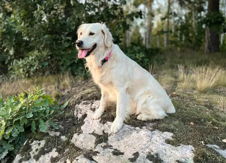 Familjär uppfödning av Golden Retrievers på idyllisk gård – nu finns valpar till salu