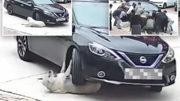 Mirakulöst överlevde överviktig hund bilolycka tack vare sitt "extra fettlager"