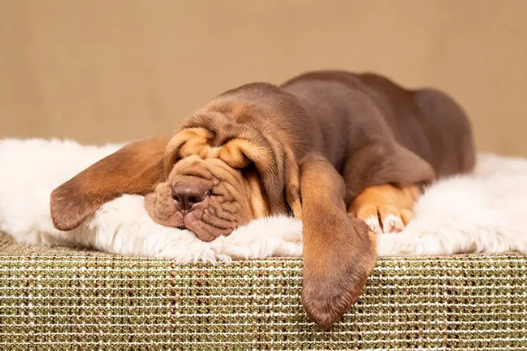 Allt om Blodhund: Egenskaper, ursprung, hälsa och skötsel