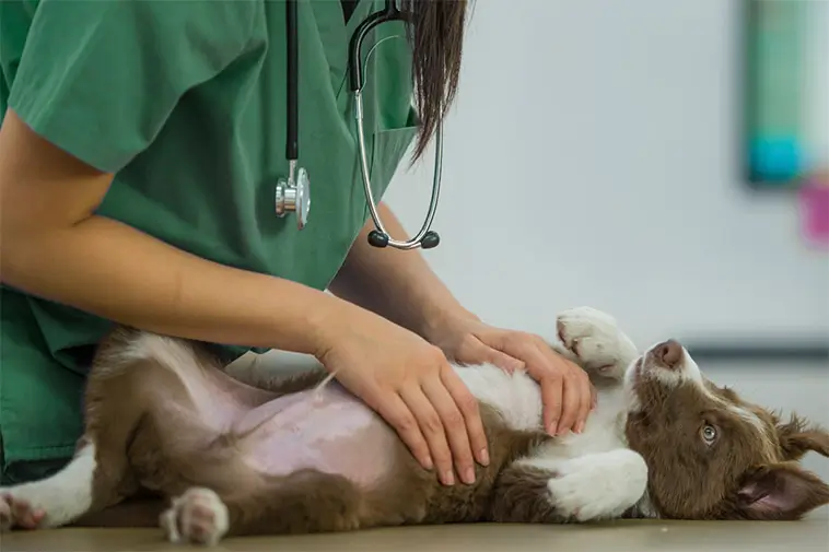 Dyrt att gå till veterinären – priserna stiger kraftigt