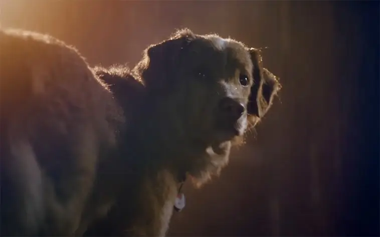 Filmrecension: Good Boy (2025) – en skräckfilm som vågar tänka som en hund