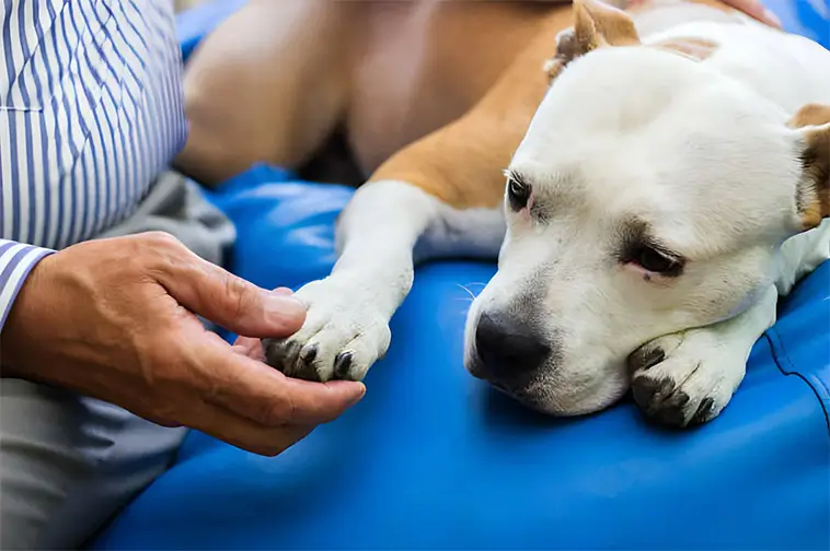 Flera hundar akut sjuka i Hällefors – veterinärer utreder mystiskt utbrott