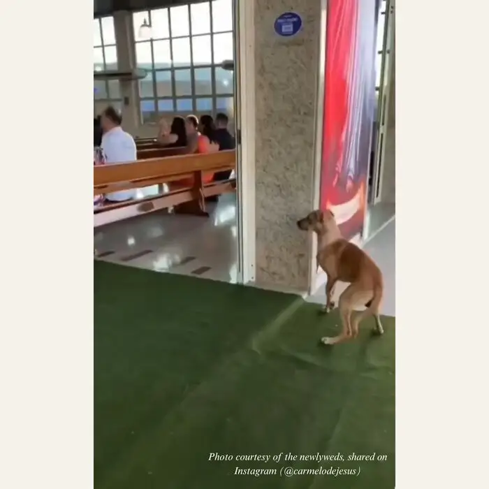 En oväntad gäst stal showen – och fick ett nytt liv: hemlös hund hittade sin familj på bröllopet