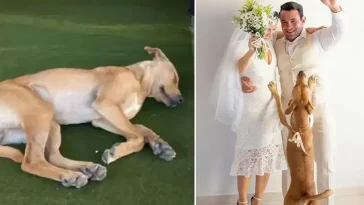 En oväntad gäst stal showen – och fick ett nytt liv: hemlös hund hittade sin familj på bröllopet