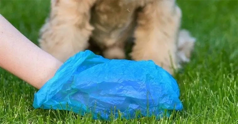 Hundägare bötfälld – trots att hunden inte gjorde ifrån sig