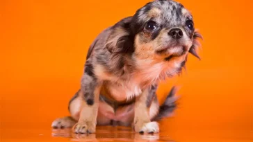 Vanliga hundägarvanor som kan såra din hund – utan att du vet om det