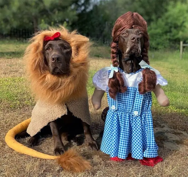 Skrattfest! 38 hundar som tagit Halloween på största allvar