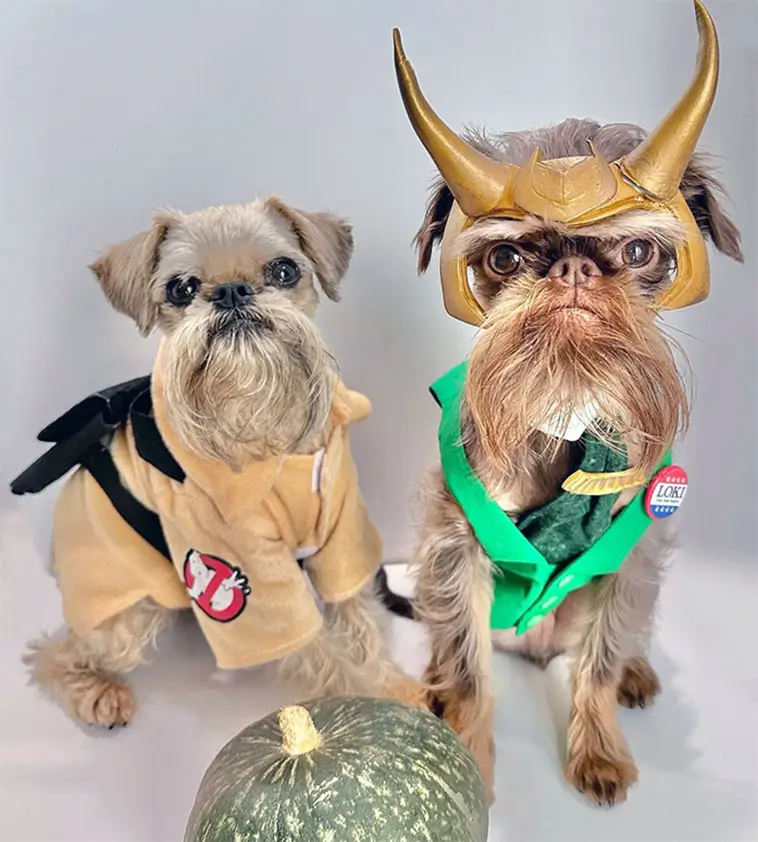 Skrattfest! 38 hundar som tagit Halloween på största allvar