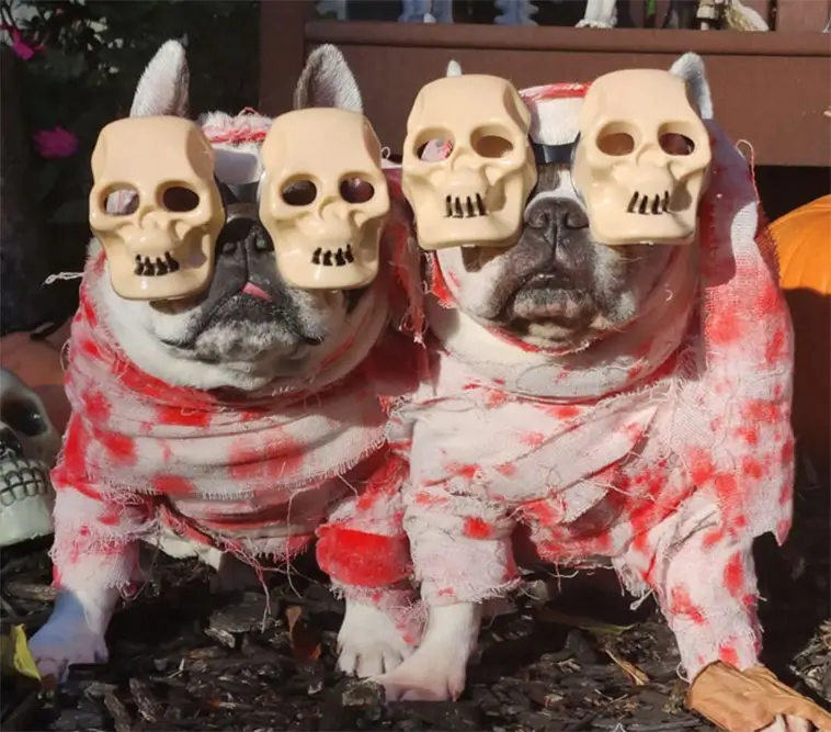 Skrattfest! 38 hundar som tagit Halloween på största allvar