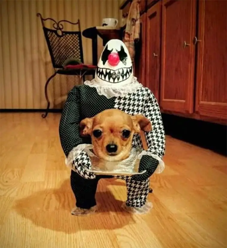 Skrattfest! 38 hundar som tagit Halloween på största allvar