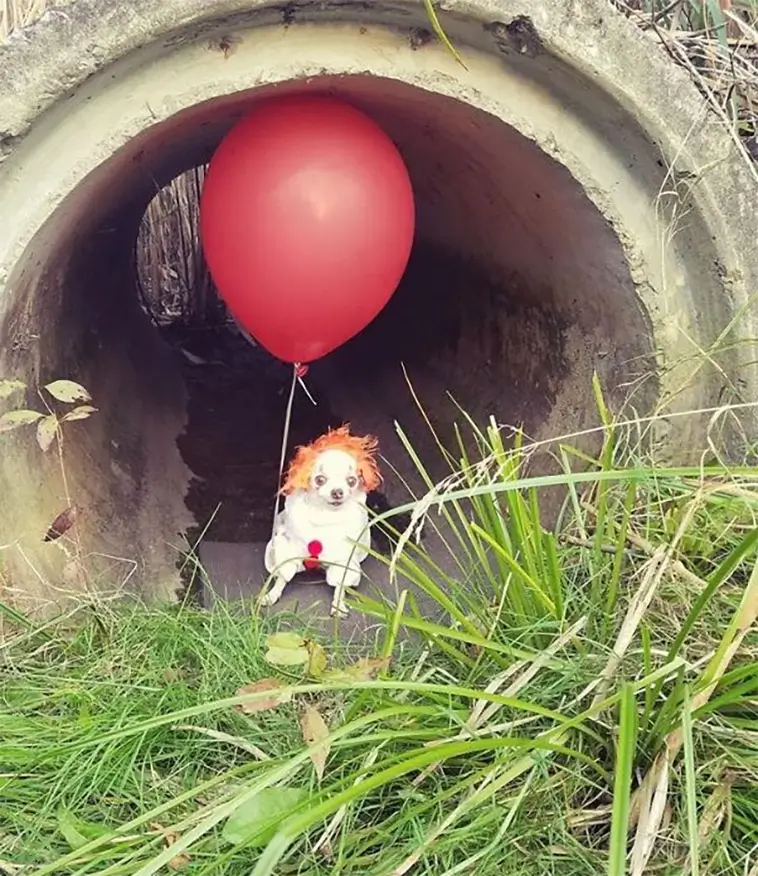 Skrattfest! 38 hundar som tagit Halloween på största allvar