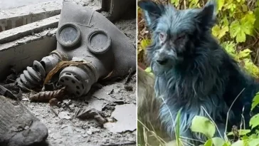 Blå hundar i Tjernobyl förbryllar experter
