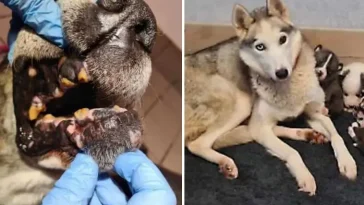 Hundar och katter i akut nöd i Kiruna – 25 hundar, fyra valpar och två katter räddade