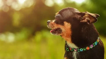 Varför lägger hunden öronen bakåt? Så tolkar du signalerna